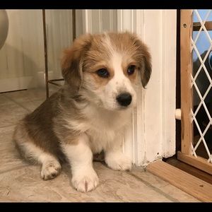 Meet your Posher, Laurie